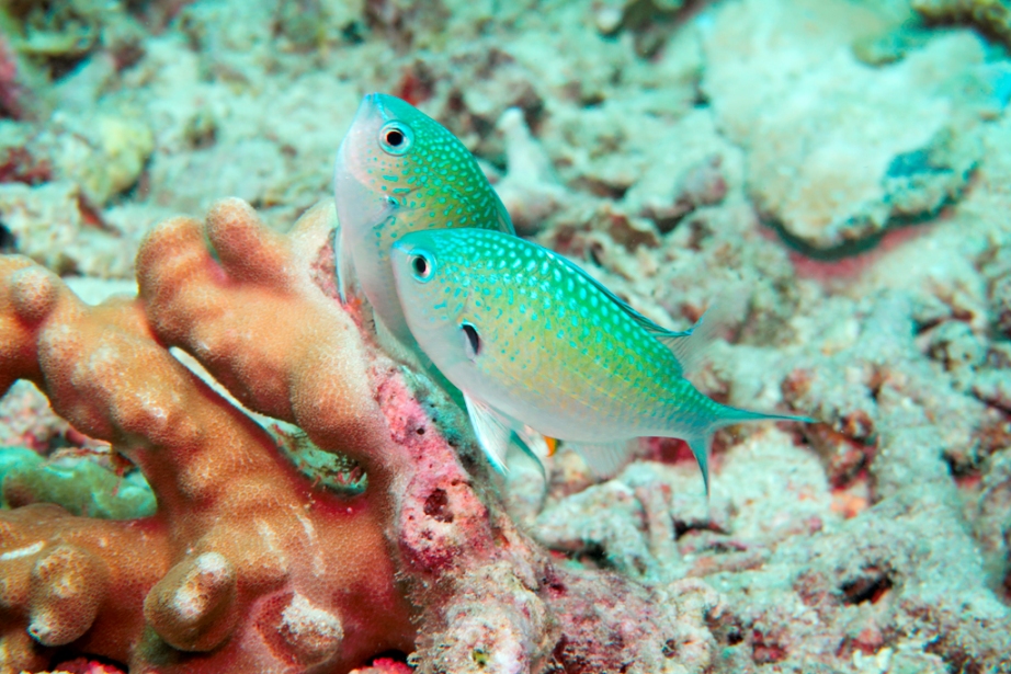 Mating Damselfish